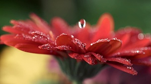 滴水倾泻在红色雏菊花瓣上。特写慢动作镜头