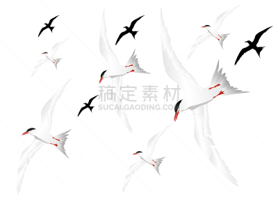 鸟类,燕鸥,白色,图像,矢量,可爱的,动物主题,背景分离,自由,野生动物