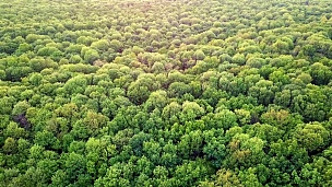 从无人机的空中全景视频，鸟瞰森林与各种年龄和高度的绿色种植。全高清分辨率视频。