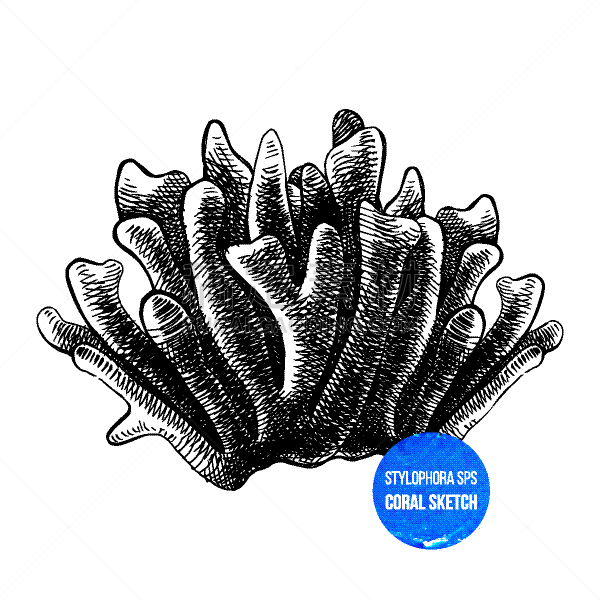 珊瑚,水下,红色,冷,自然,图像,矢量,抽象,特写,分离着色