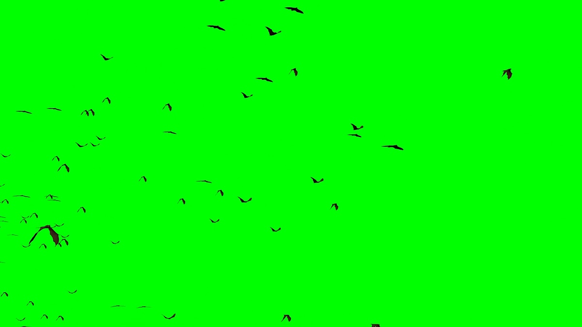 swarm of flying mega bats, isolated on green screen, 4k loop