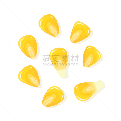 绘画插图,种子,矢量,熟的,白色背景,玉米,分离着色