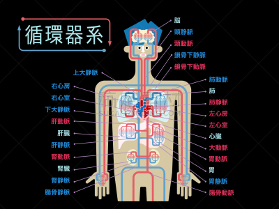 简单,绘画插图,日本,心血管系统,黑色背景,身份,部分,生物学,日语,主动脉