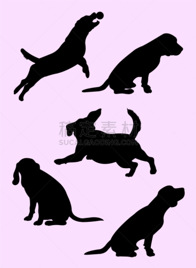 狗,比格犬,可爱的,纯种犬,摆拍,哺乳纲,剪影,服从,坐,站