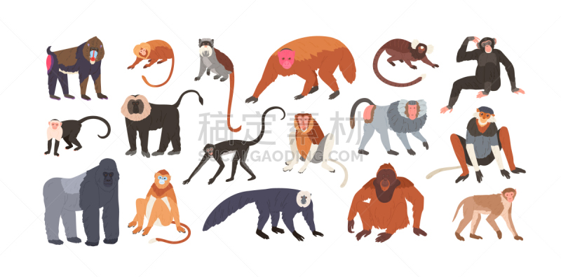 猴子,可爱的,猿,幽默,金丝猴,狮尾猴,濒危物种,长鼻猴,野生动物,收集