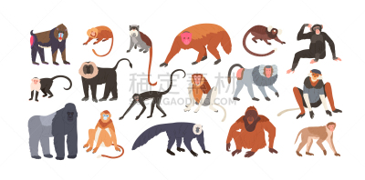 猴子,可爱的,猿,幽默,金丝猴,狮尾猴,濒危物种,长鼻猴,野生动物,收集