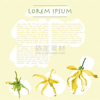 花,木桩,依兰,黄色背景,传媒,模板,背景,花