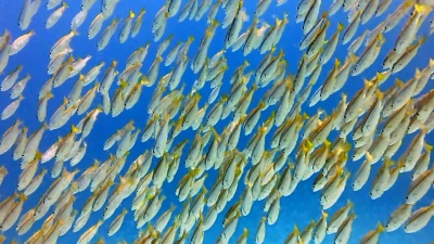 两个斑点Snapper(Lutjanus Biguttatus)和Bigeye Snapper(Lujanus Lutjanus)鱼的浅滩，Bida Islands，Phi Islands，Andaman Sea，Krabi，泰国。