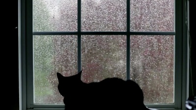 猫透过窗户看雨