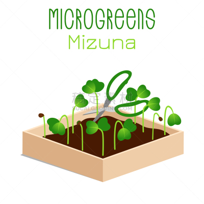 microgreens mizuna sprouts in a bowl sprouting