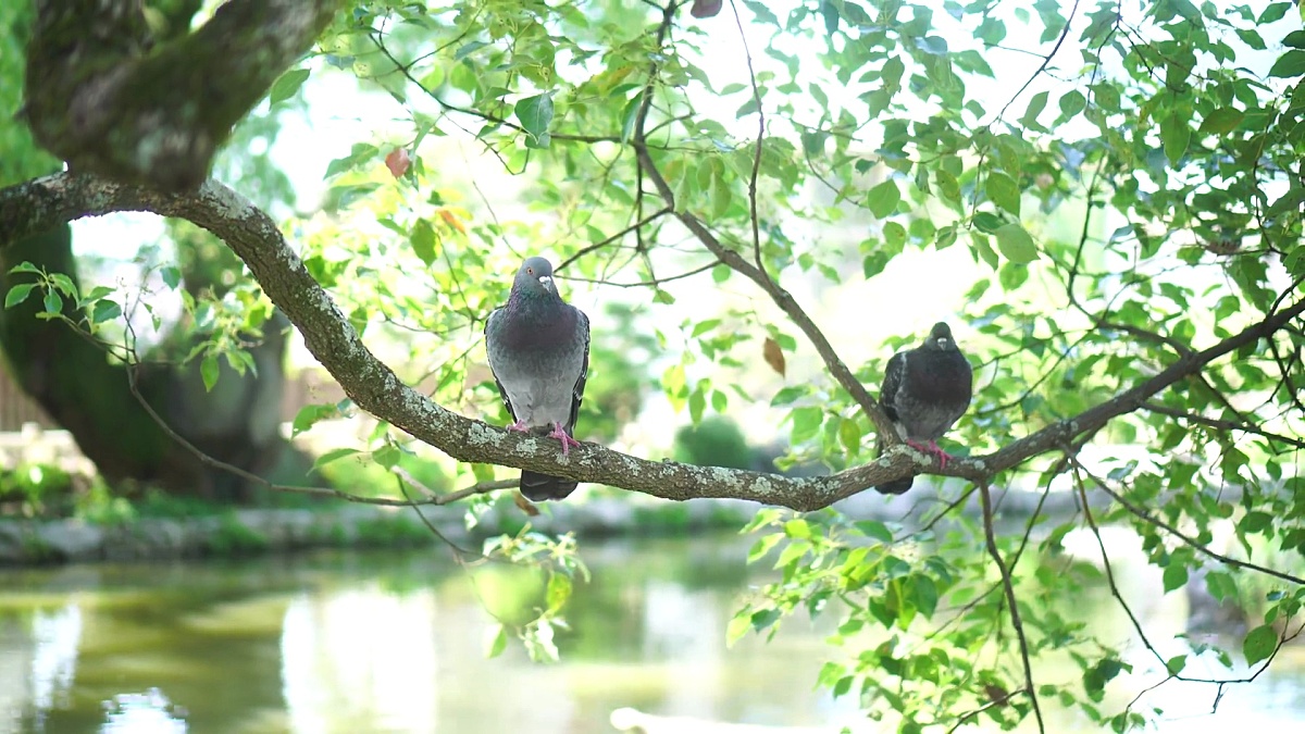 两只鸽子住在树枝上
