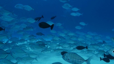 海下杰克鱼和独角鱼的学校