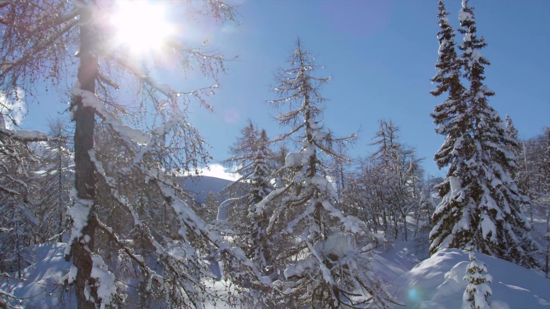 空中 欧洲阿尔卑斯山多雪的冬季树木