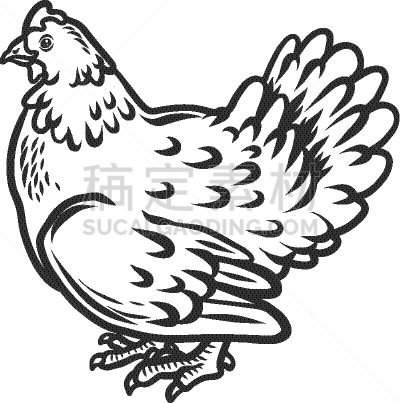 动物手,图标,鸡,农业,华丽的,牲畜,斗鸡比赛,绘制,装饰
