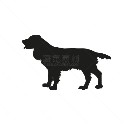 英格兰斯普林斯班尼犬,摆拍,肖像,狗,英格兰,黑色,自然美,动物,鸟类,站