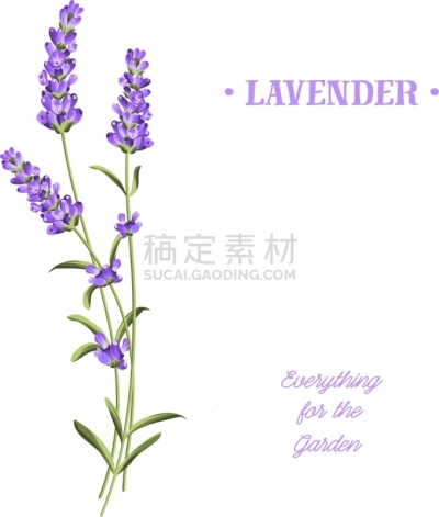 熏衣草,分离着色,白色,明信片,自然,草本,清新,华贵,紫色,串