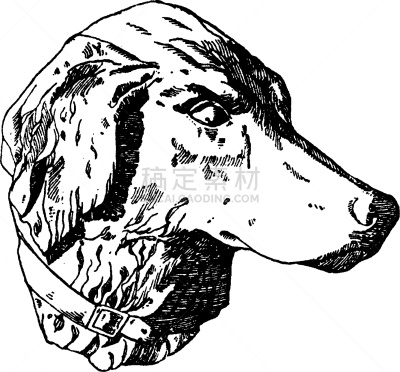 猎犬,动物头,白色,矢量,图像,雕刻图像,狗,黑色,设计,复古