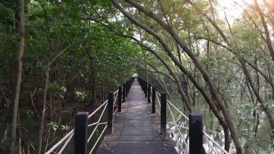 红树林