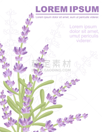 草本,花束,绘画插图,熏衣草,自然,矢量,式样,传单,夏天,商业广告标志