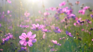 花园里美丽的粉红色宇宙花在晨光中绽放着美丽的花朵。 分辨率