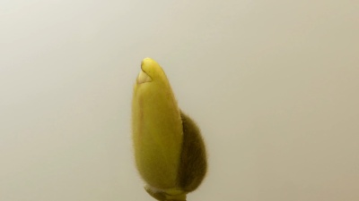 玉兰美