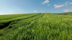 阳光明媚的一天，绿色的麦田。特写。春天的乡村景观，农田，草地，农田。环境友好型农业，工业化农业理念