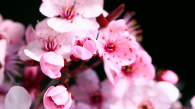 粉红色樱花盛开 