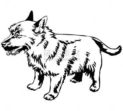 狗,绘画插图,诺维奇犬,矢量,华丽的,注视镜头,纯种犬,背景分离,站,站