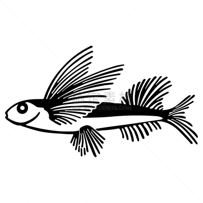 飞鱼,线条画,绘画插图,鱼类,水族馆,白色背景,矢量,手,单色调,设计