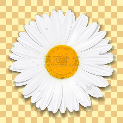概念,雏菊,夏天,甘菊,黄疸病,自然,起源,点状,图像,花