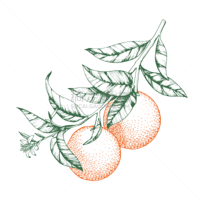 橙子,绘画插图,花朵,枝,柑橘属,叶子,矢量,分离着色,热带气候,食品
