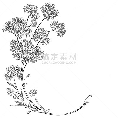 巴西马鞭草属植物,轮廓,马鞭草,花束,矢量,黑色,角落,分离着色,花