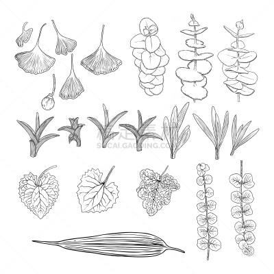 桉树,蕨类,叶子,自然,绘画插图,灌木,热带气候,森林,矢量