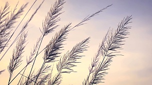 摘要柔和的白色羽毛草在风中与复古的天空背景和空间在傍晚时间，自然放松和新鲜的概念，  DCI分辨率