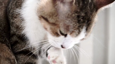 关闭慢动作拍摄的短毛猫舔它的脚清洁它的脸和头发。猫是一种非常卫生的动物。