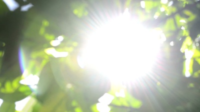 橘树间的太阳耀斑