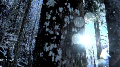 浪漫的冬季雪山树木自然景观全景
