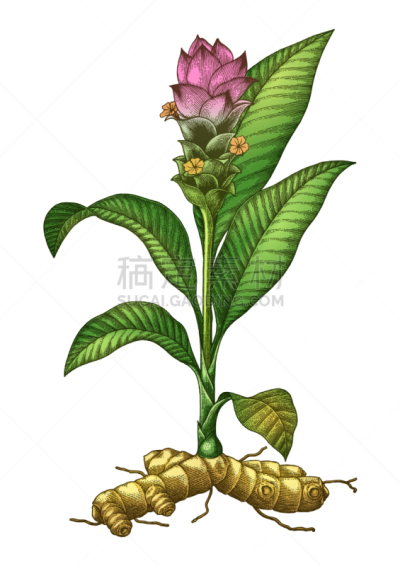 姜黄,雕刻图像,植物学,动物手,分离着色,白色,有机食品,自然,复古,绘制