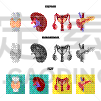科学,生物学,品牌名称,泌尿系统,膀胱,内分泌系统,人,背的，脊的,身体受伤