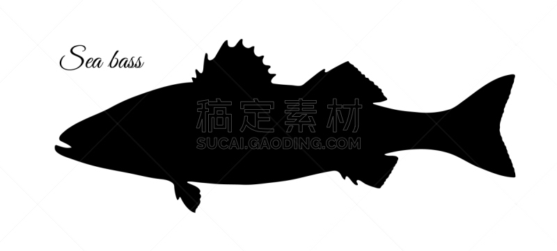 黑鲈,分离着色,自然,精神振作,肉,白色背景,海产,清新,剪影,烹调