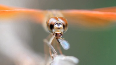 蜻蜓