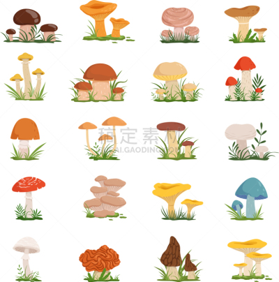 草,绿色,蘑菇,反差,蔬菜,有机食品,自然,Porcini Mushroom,生食,收集