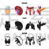 科学,生物学,标志,泌尿系统,膀胱,内分泌系统,人,背的，脊的,身体受伤