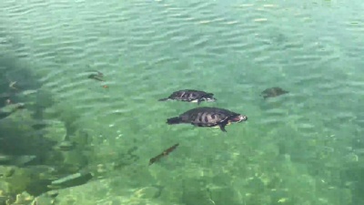 海龟游泳
