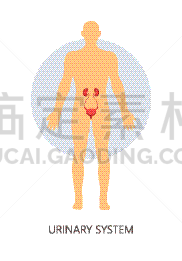分离着色,男人,肾脏,泌尿系统,生理学,生物学,健康保健,依靠