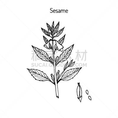 芝麻,农业,生物学,亚洲,有机食品,自然,传统,季节,食品