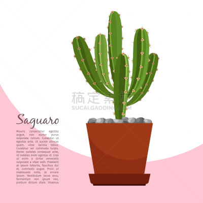saguaro indoor plant in pot banner
