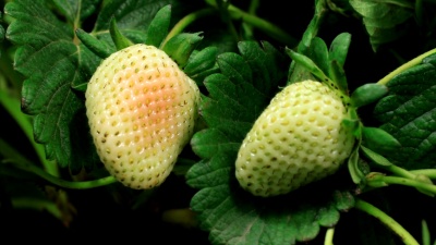 草莓成熟延时视频