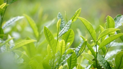 茶