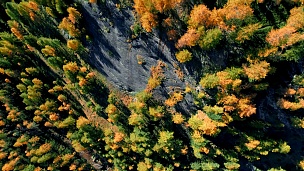 在阳光明媚的秋天，高空俯瞰橙色和红色的落叶松森林。欧洲阿尔卑斯山户外多彩自然景观山野瀑布建立。 无人机飞行建立拍摄